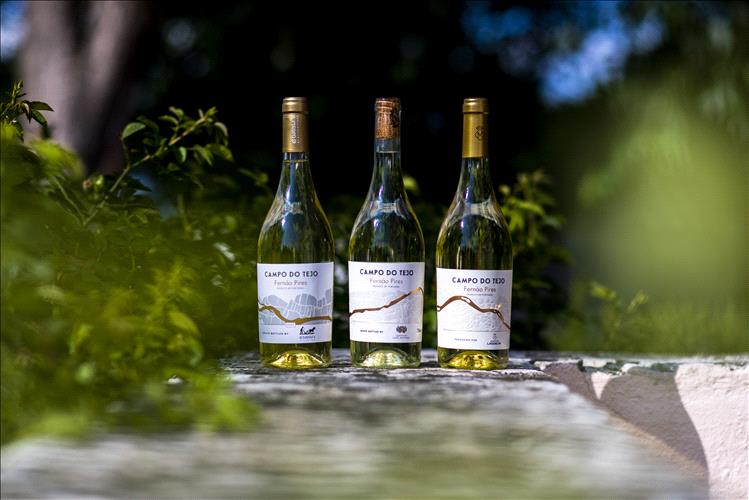 Vinhos do Tejo lançam projeto coletivo para alavancar a casta  Fernão Pires