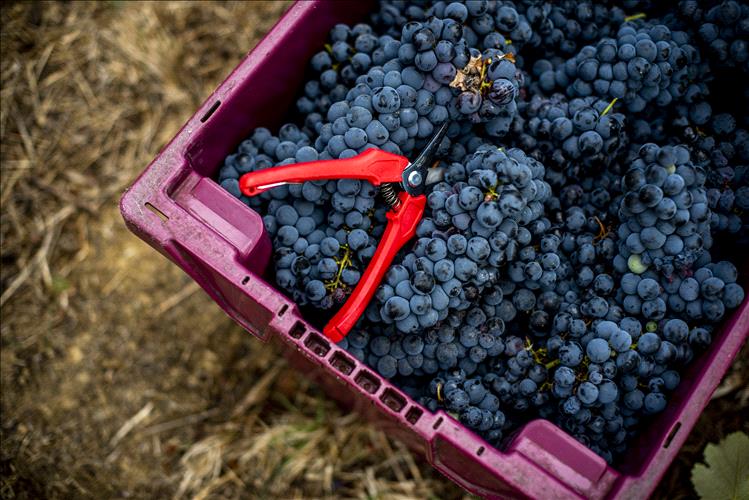 Vinhos do Tejo apresentam novos sete monocastas de Castelão