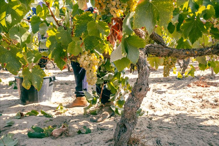 Sete produtores com programas de vindimas na região dos Vinhos do Tejo entre agosto e setembro