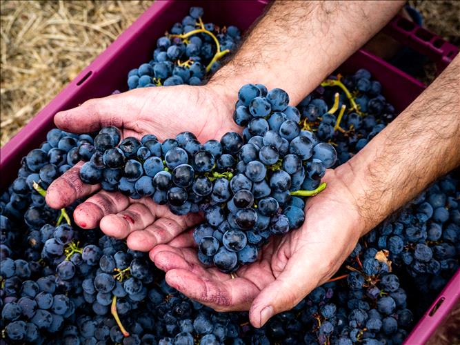 Rota dos Vinhos do Tejo com oito programas de vindimas 