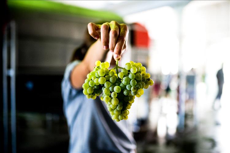 Dia da Fernão Pires: Vinhos do Tejo instituem e celebram data da sua casta rainha a 20 de junho