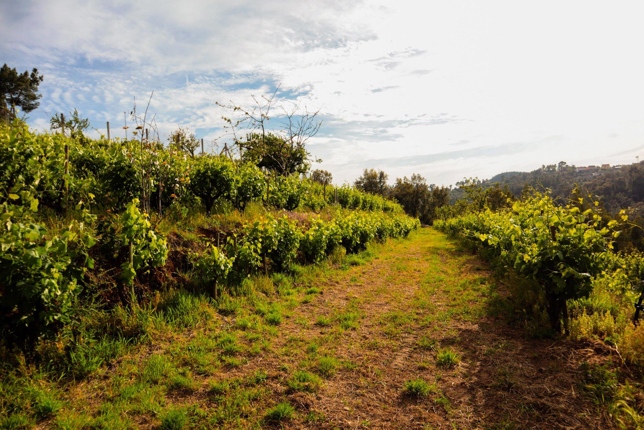 Quinta da Alba