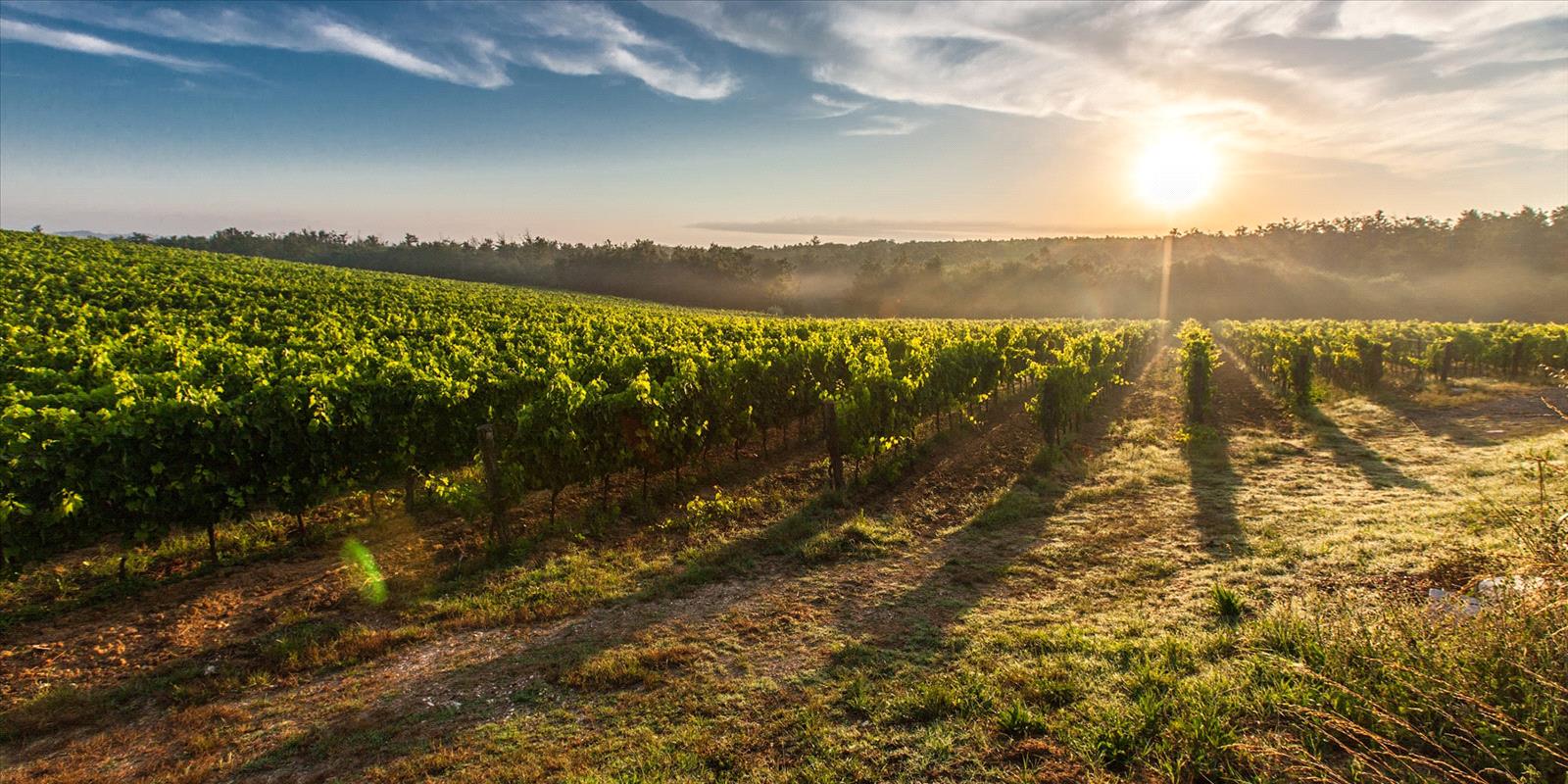 sejam pelas castas escolhidas ou os terroirs onde as vinhas crescem